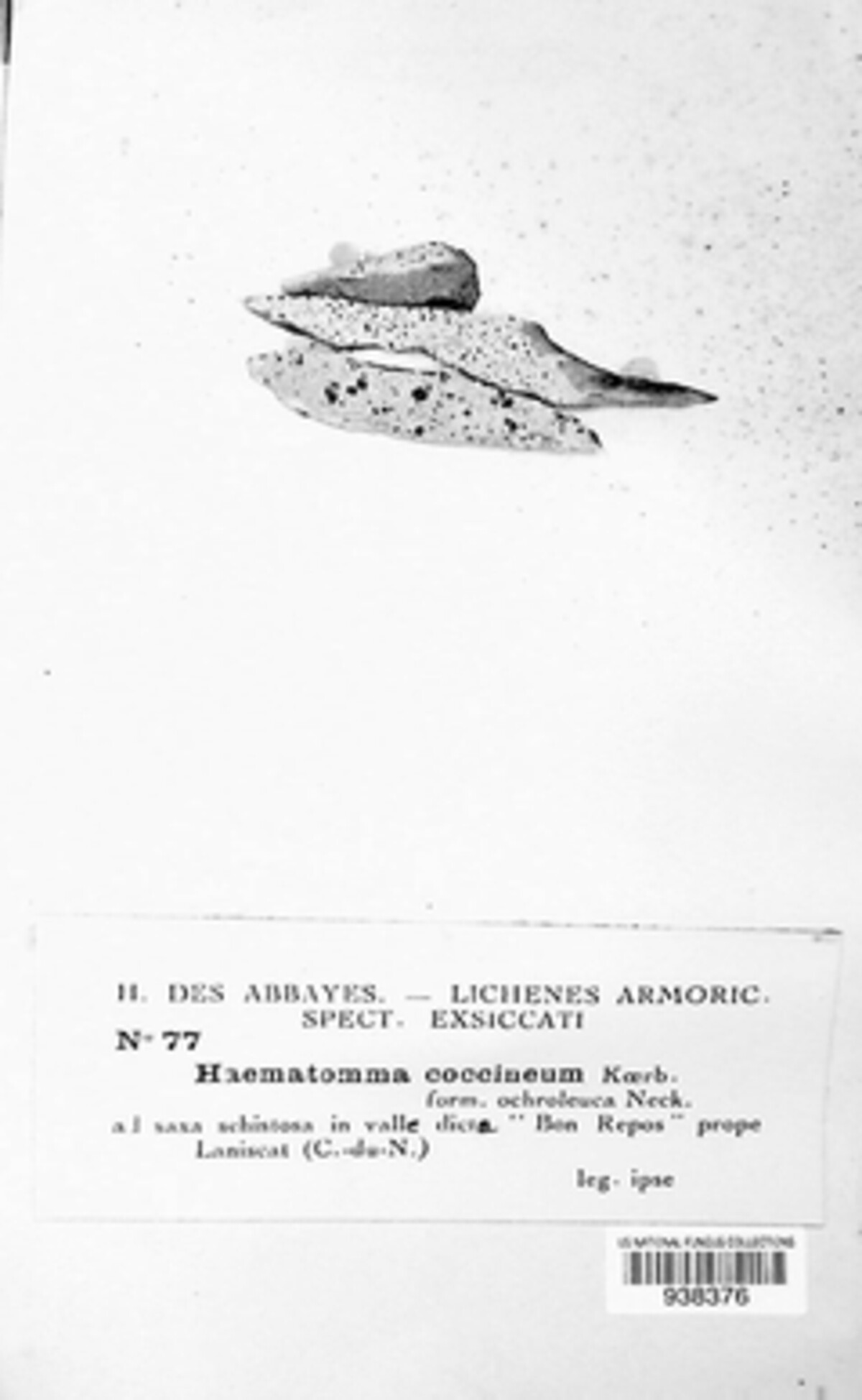 Haematomma ochroleucum image